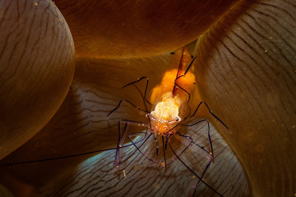 Onderwaterfotografie? 8 tips om te starten!