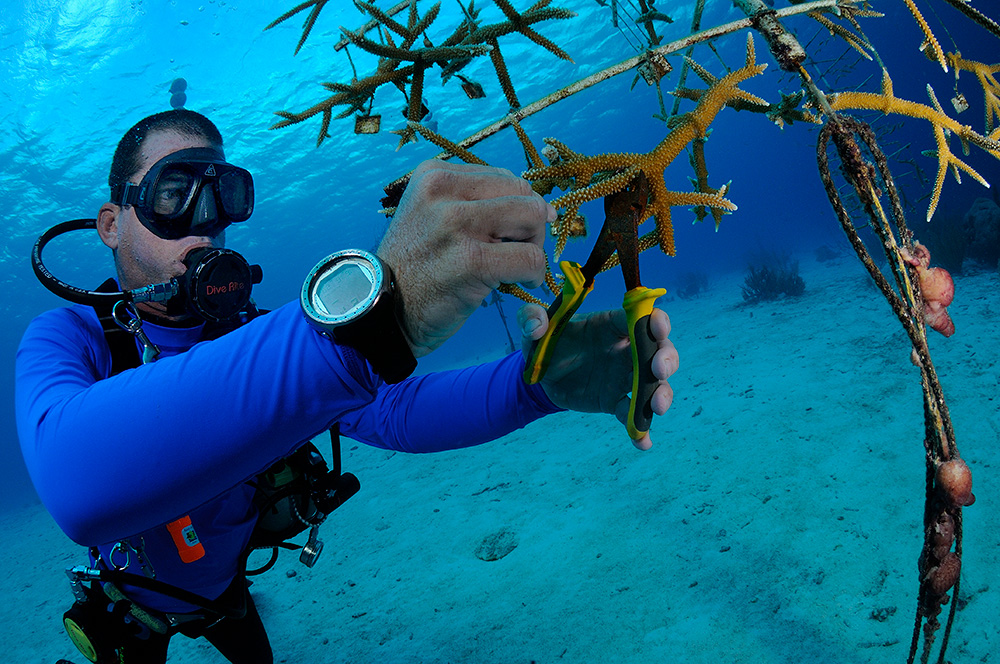 restoring Bonaire’s coral, Reef Renewal Foundation Bonaire, Bonaire’s Reef, Bonaire, technisch duiken, duikgrenzen verleggen Sander Evering
