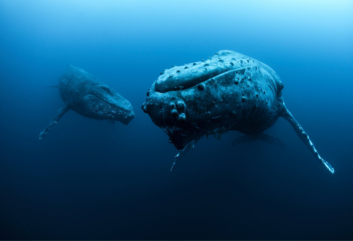 Mexico, Socorro, haaien, liveaboard