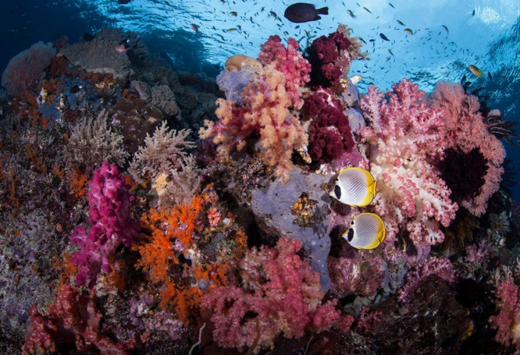Indonesië