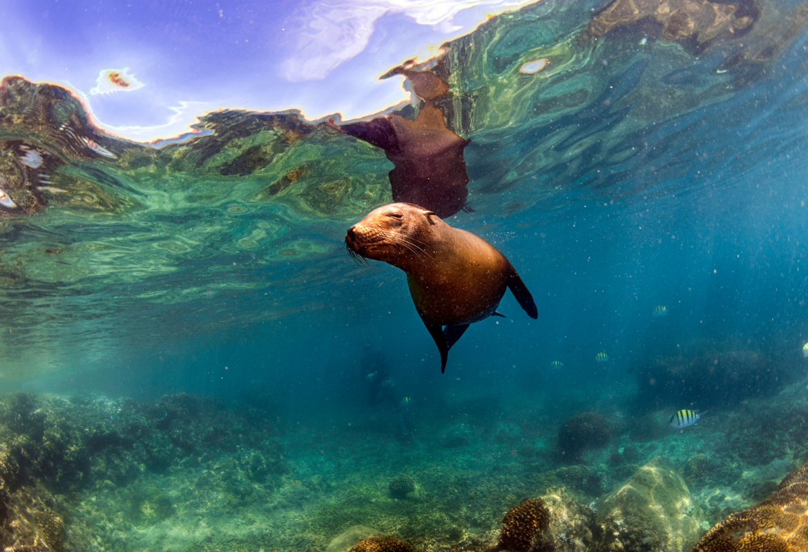Galapagos
