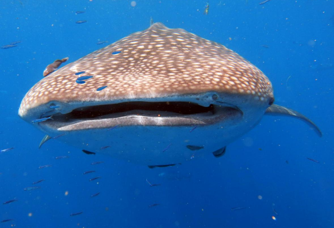 Madagaskar, walvishaai, walvishaaien