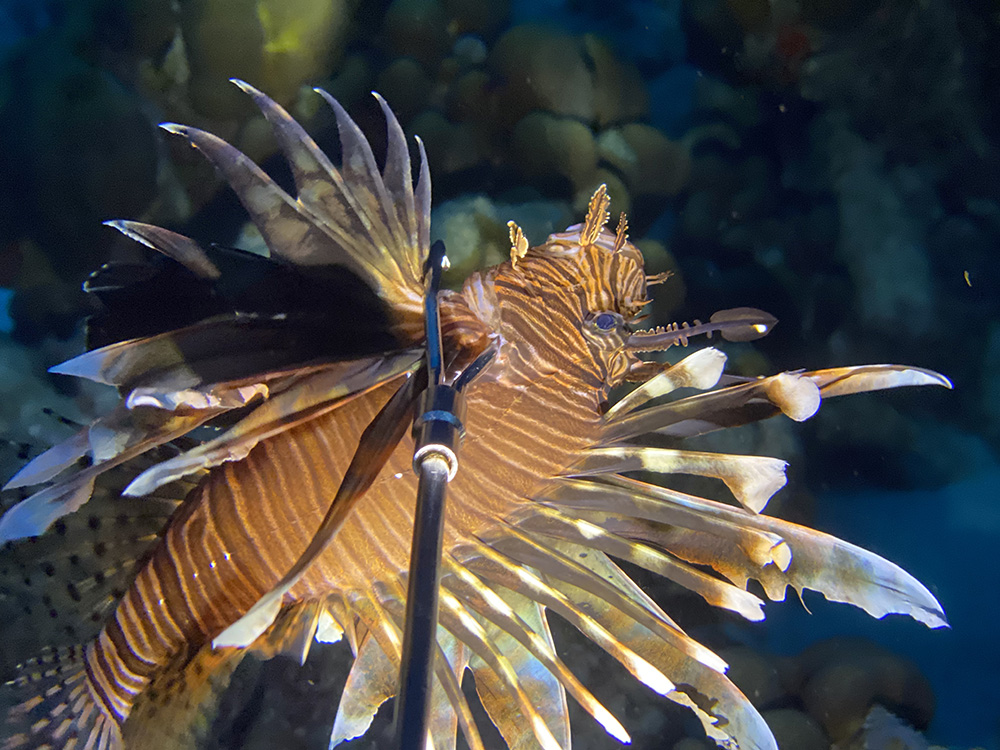 Private Divers Bonaire