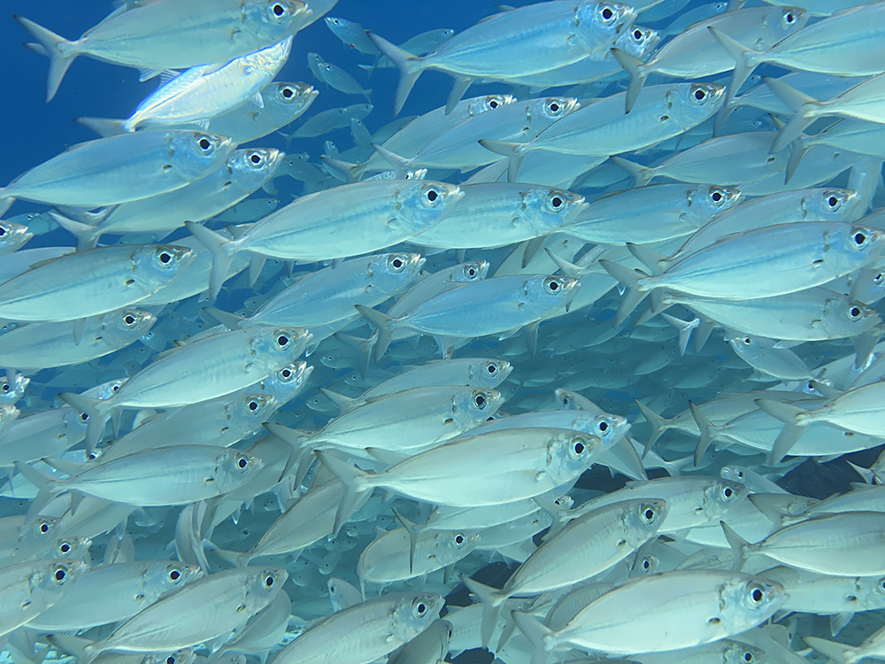 Private Divers Bonaire