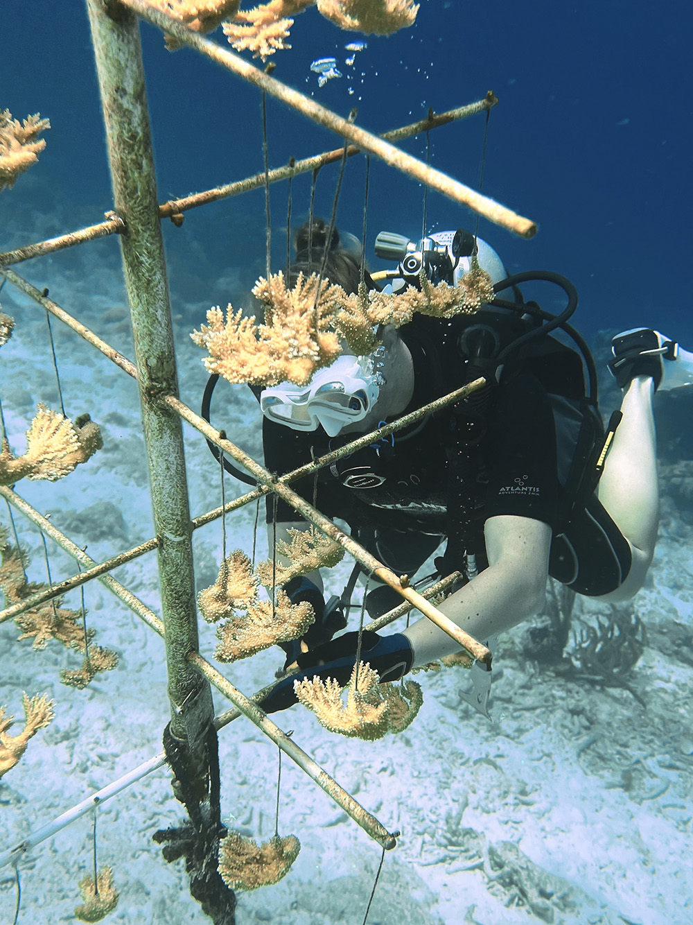 Bonaire Plein Duikvaker