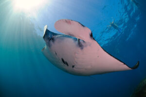 Bali Manta Nusa Penida Rene Lipmann