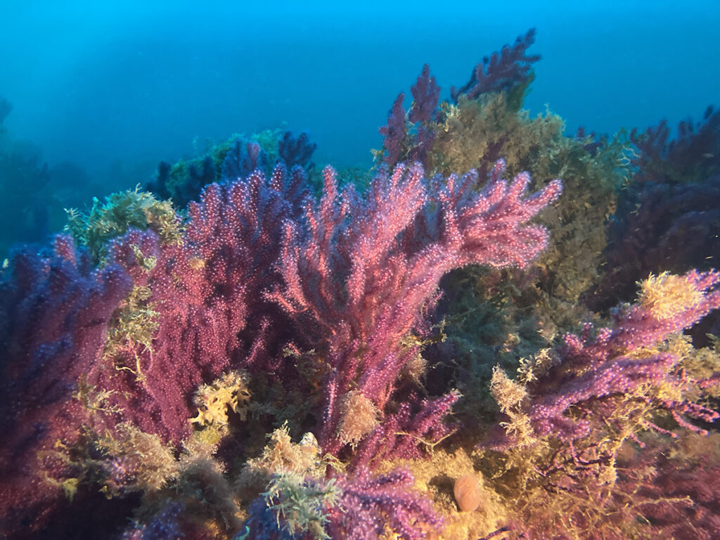 MANGAMAR Dive Center