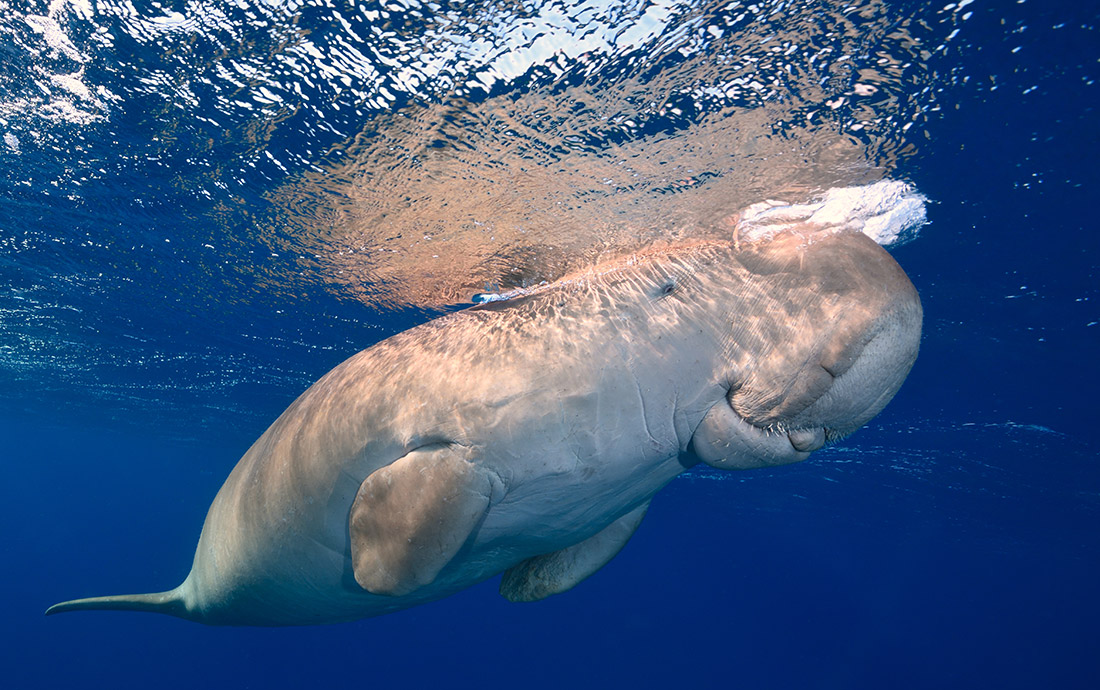 Rene Lipmann zeekoe marsa alam egypte rode zee