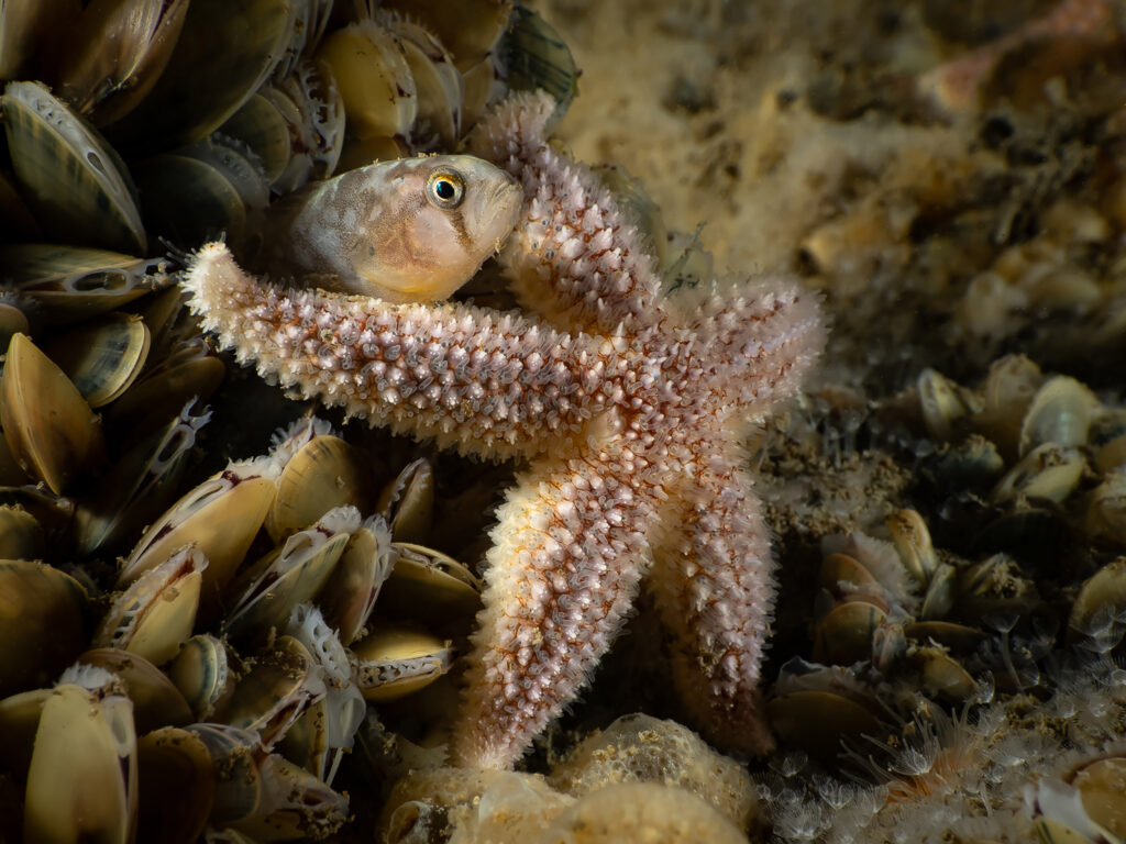 Groene Camera Bas van der Sanden