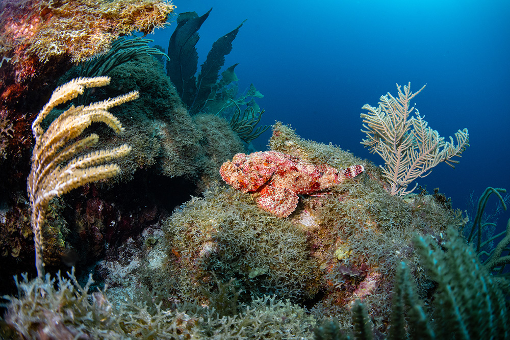 Bonaire East Coast Diving