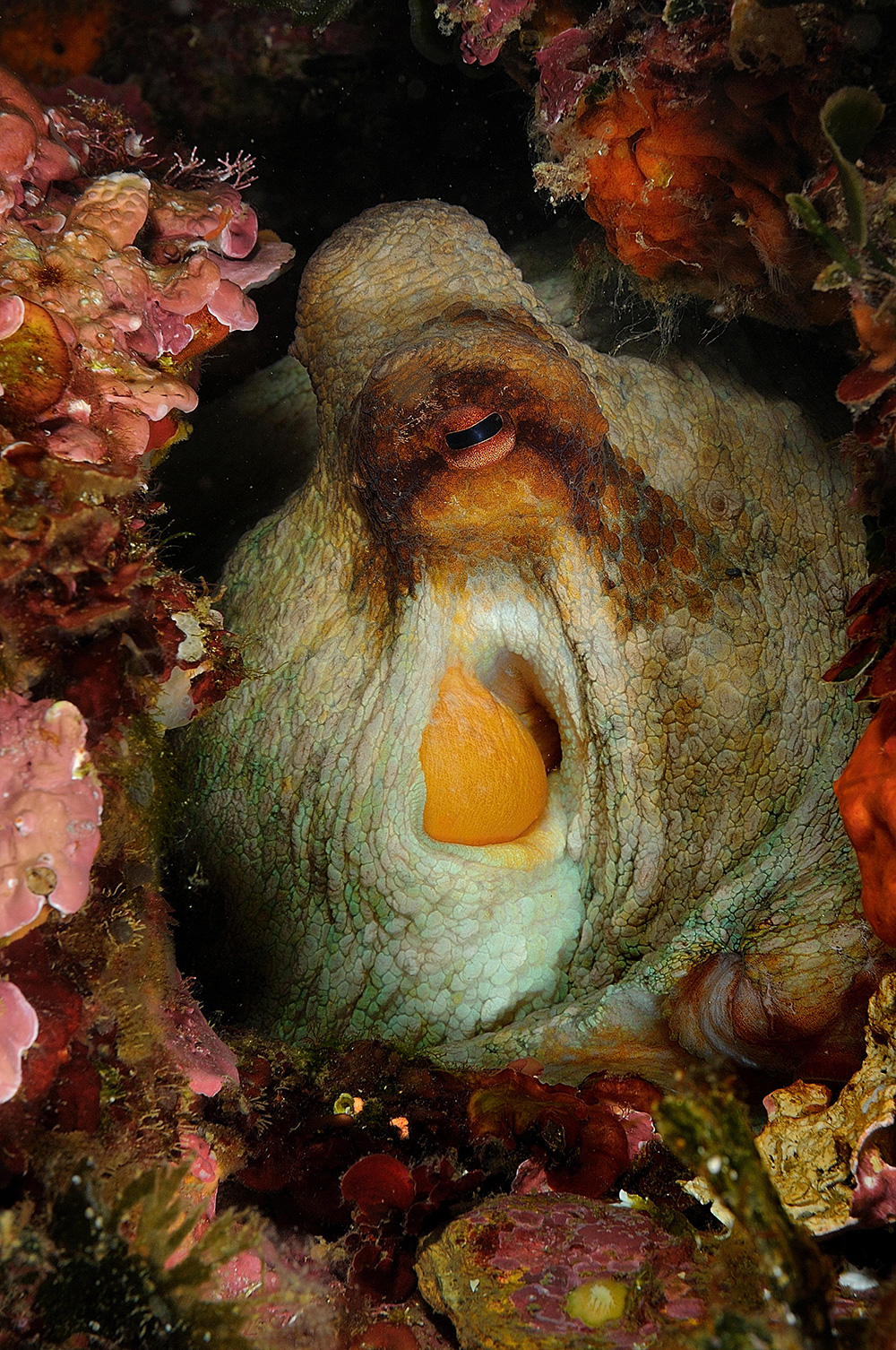 Cala Jóncols Euro-Divers Spanje Roses