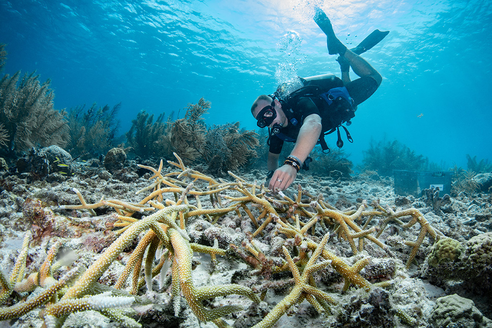 Reef Renewal Bonaire Scuba Elite