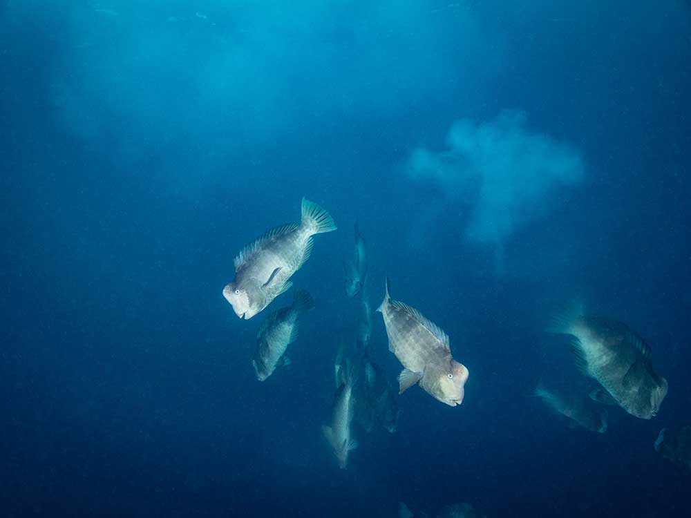 Palau Aggressor II Liveaboard