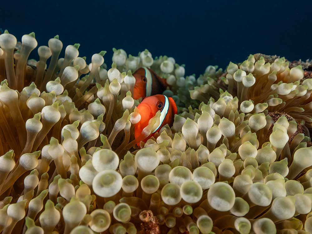 Palau Aggressor II Liveaboard