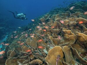 Palau Aggressor II Liveaboard
