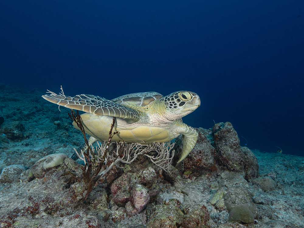Palau Aggressor II Liveaboard