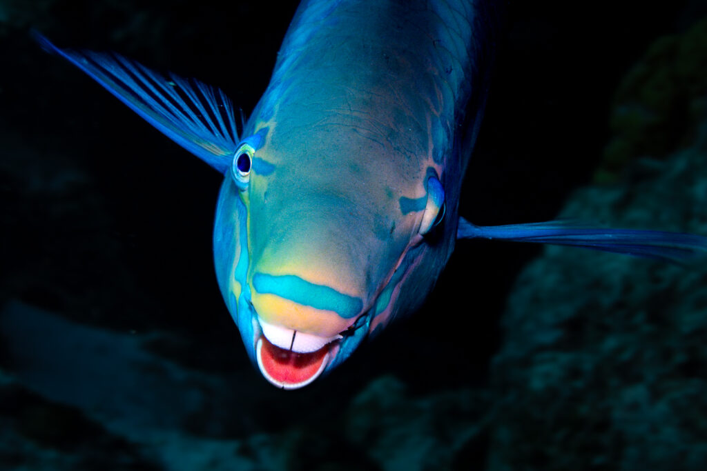 Duikvaker, Jantina Scheltema, fotografie