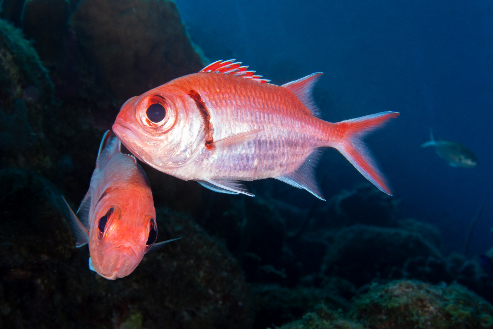 Jantina Scheltema, onderwaterfotografie
