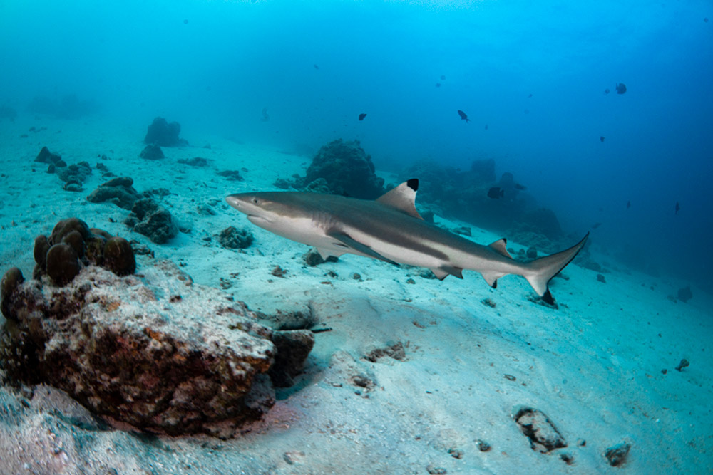 haai Malediven