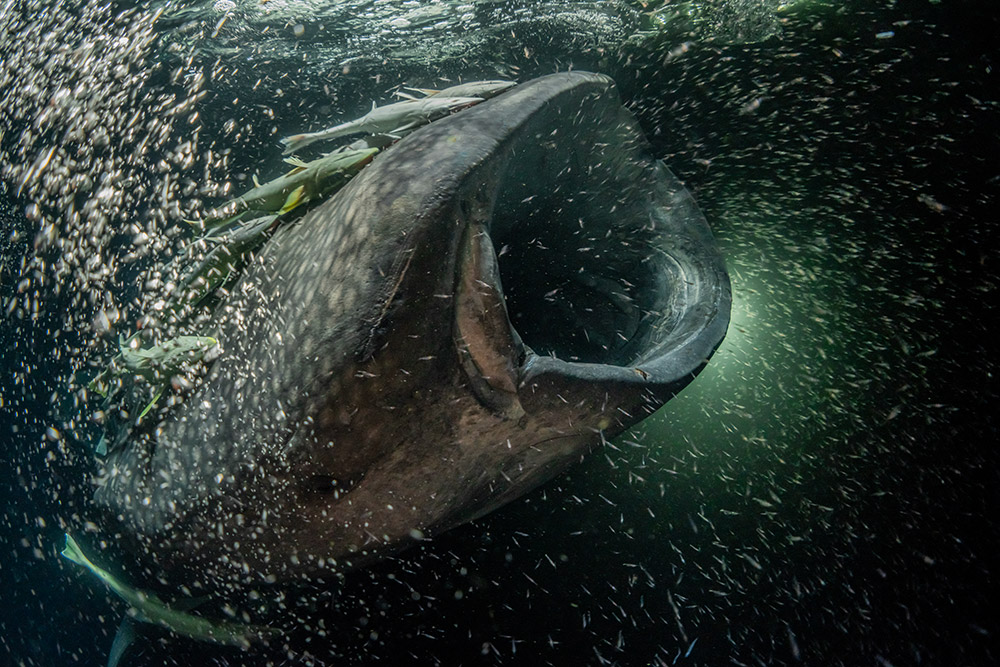 The True Maldives walvishaai