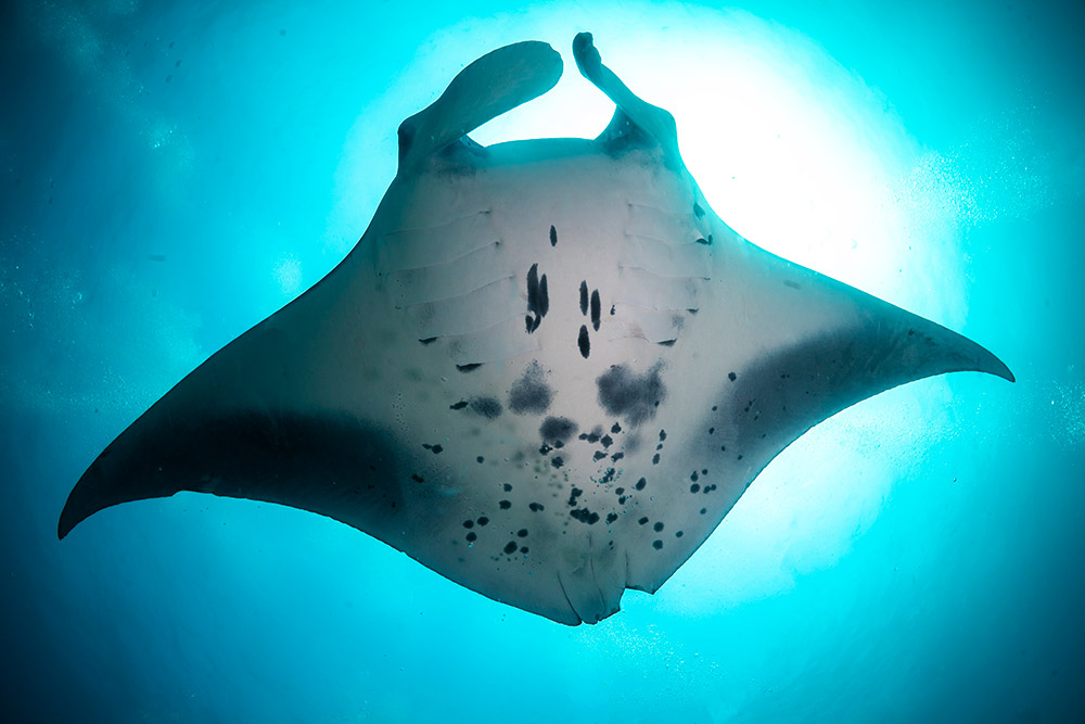 manta