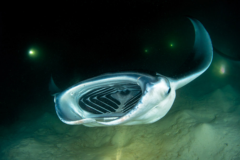 Malediven manta