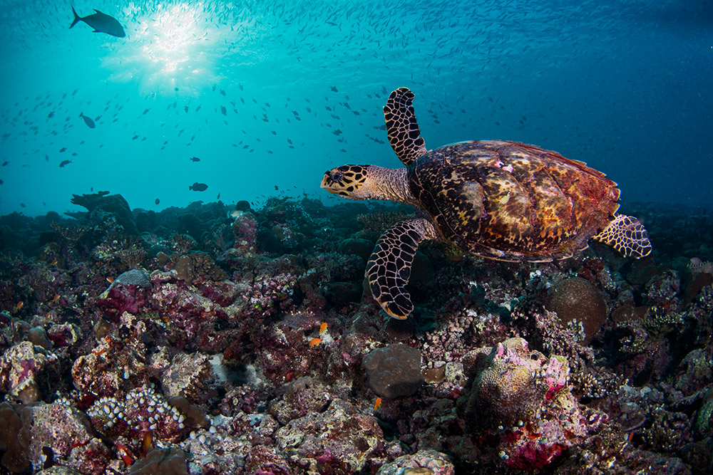 Schildpad Malediven
