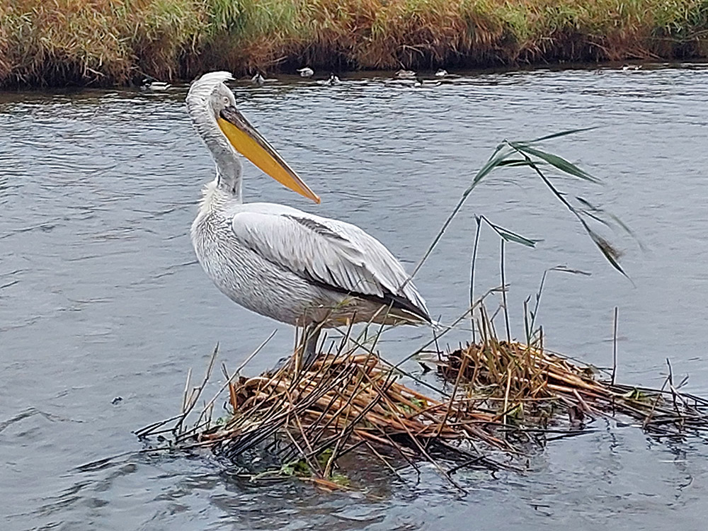 Annabel Medard openwaterzwemmen Amsterdam pelikaan