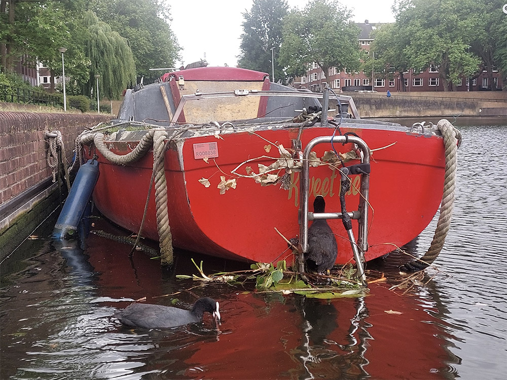 Annabel Medard openwaterzwemmen Amsterdam zeehond pelikaan