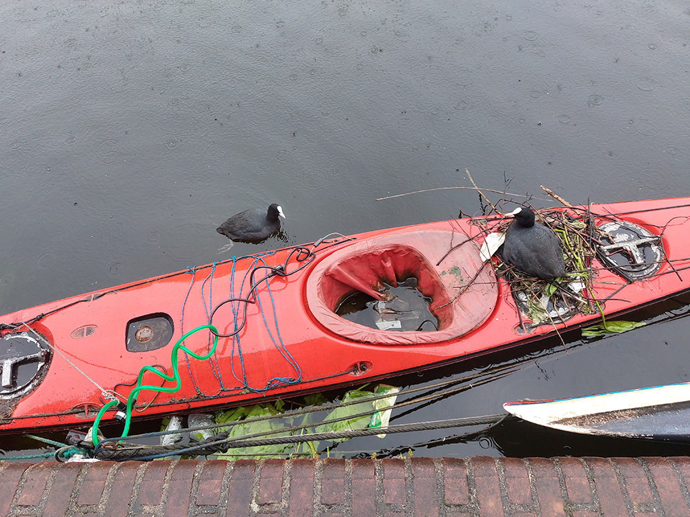Annabel Medard openwaterzwemmen Amsterdam zeehond pelikaan