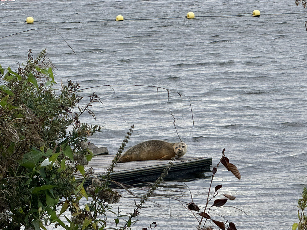 Annabel Medard openwaterzwemmen Amsterdam zeehond pelikaan