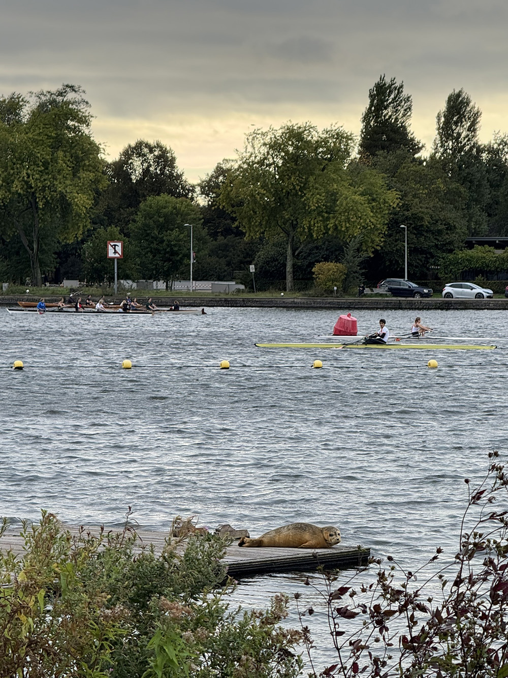 Annabel Medard openwaterzwemmen Amsterdam zeehond pelikaan