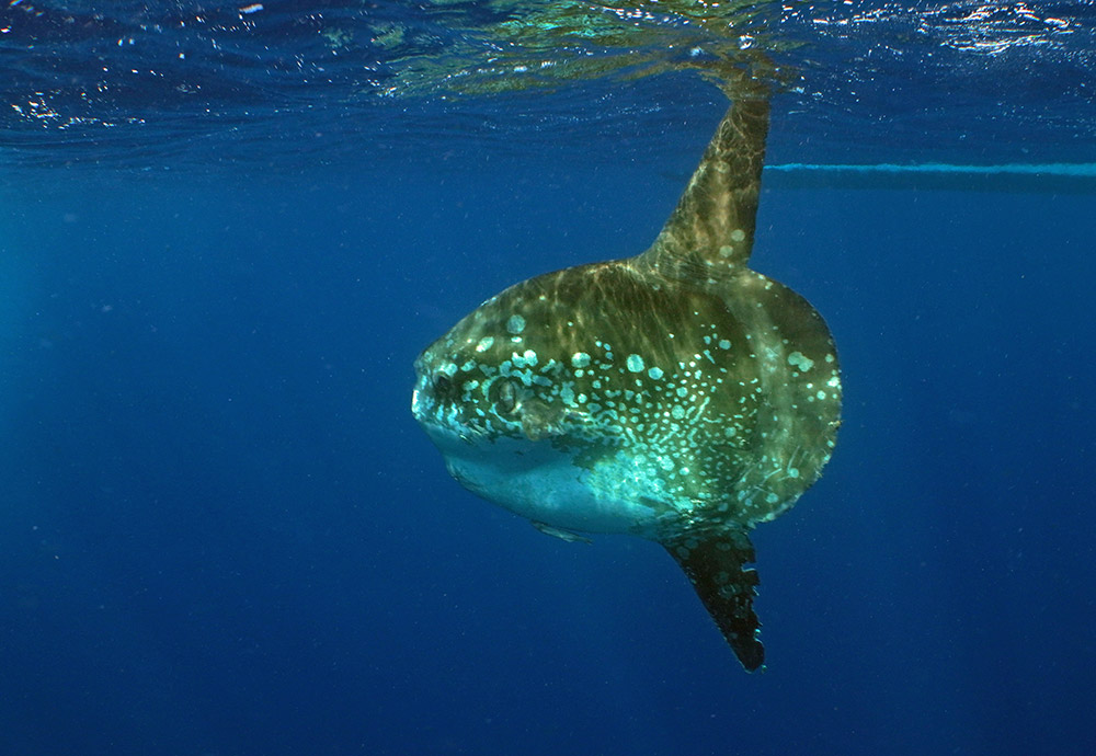 reizen naar Indonesië Merapi Tour & Travel