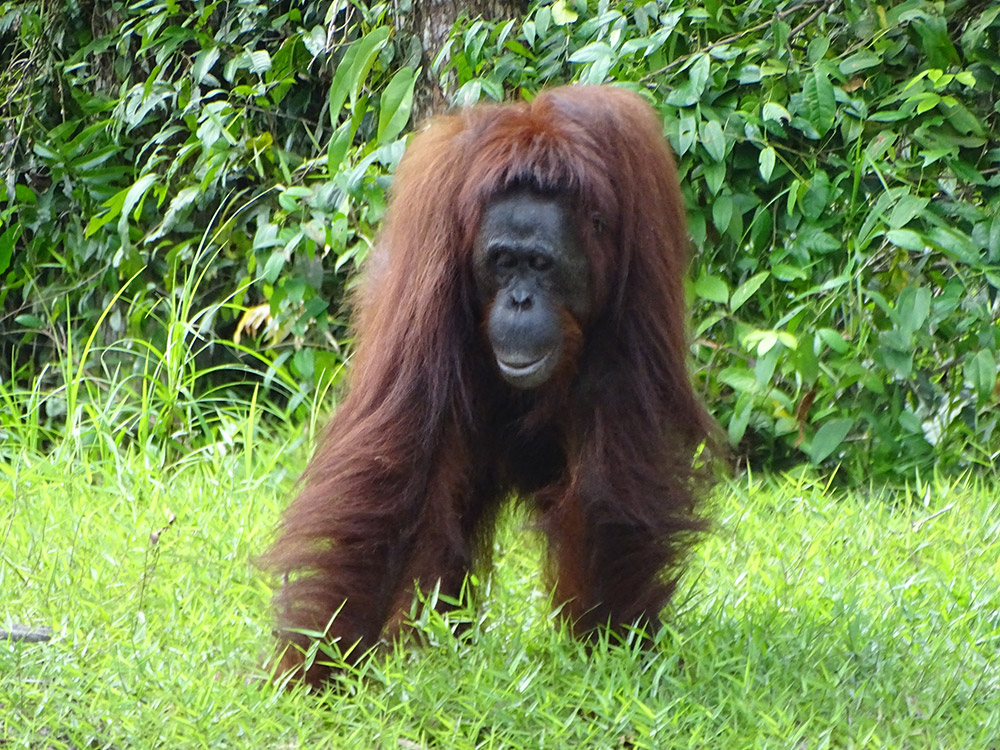 reizen naar Indonesië Merapi Tour & Travel
