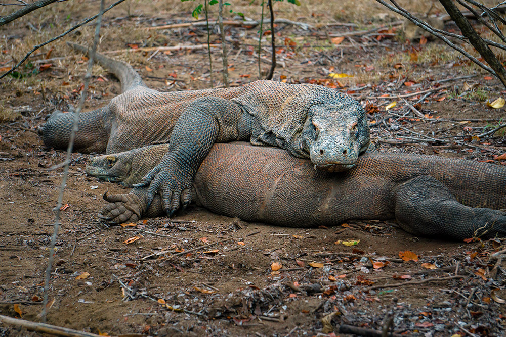 reizen naar Indonesië Merapi Tour & Travel