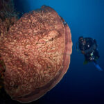 reizen naar Indonesië Merapi Tour & Travel