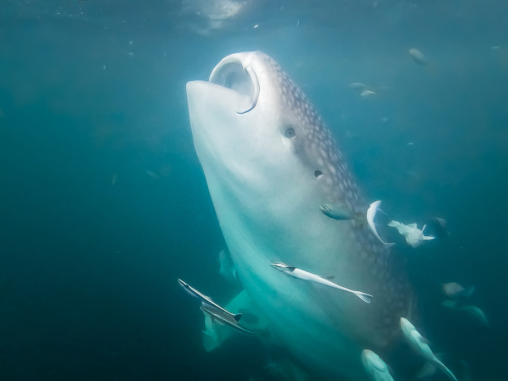 reizen naar Indonesië Merapi Tour & Travel