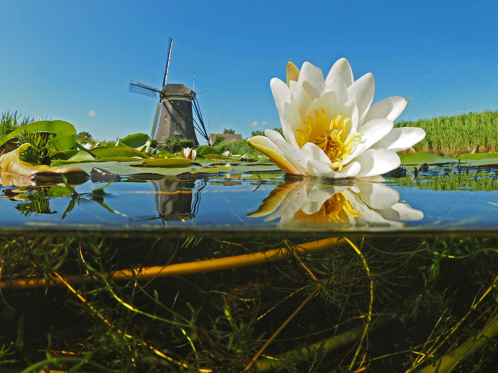 10 redenen om in zoetwater te duiken Janny Bosman