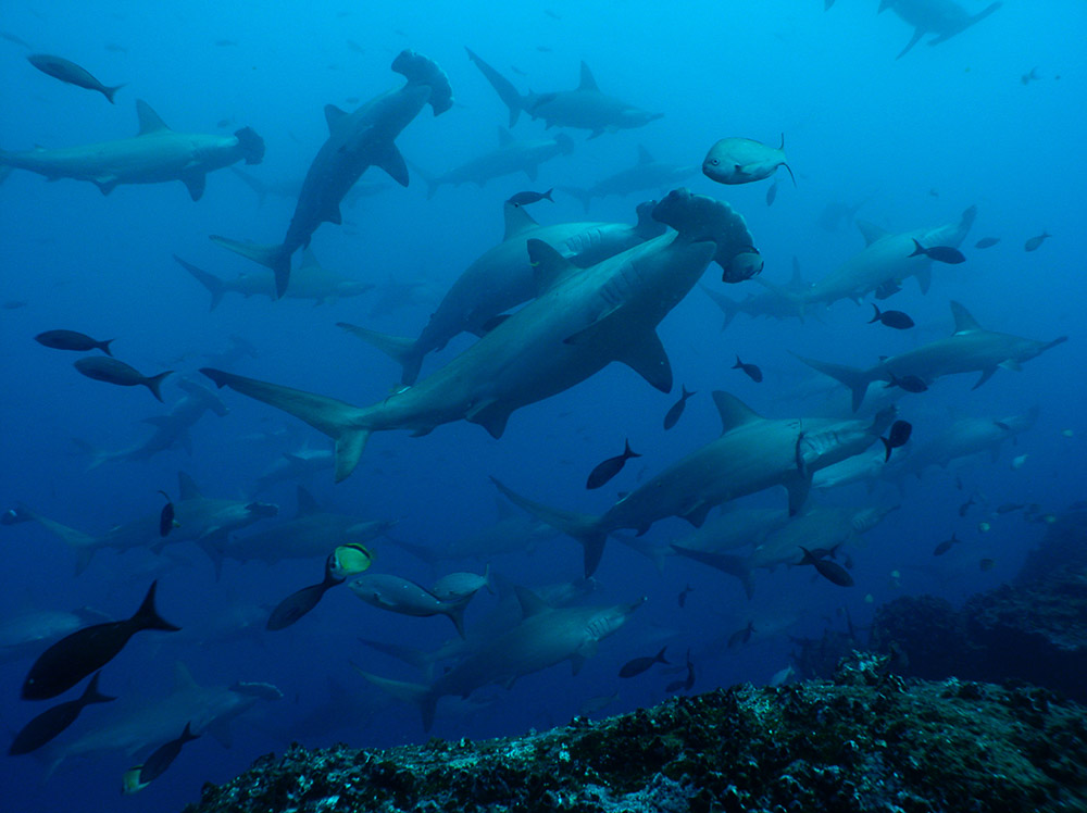 Liveaboard Galápagos, The Greatest Show on Earth!