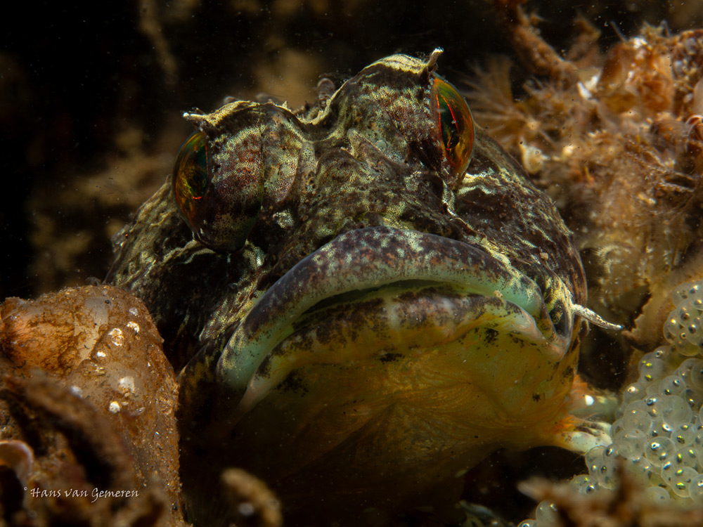 Self Reliant Diver Hans van Gemeren