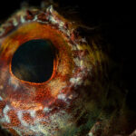 Self Reliant Diver Hans van Gemeren