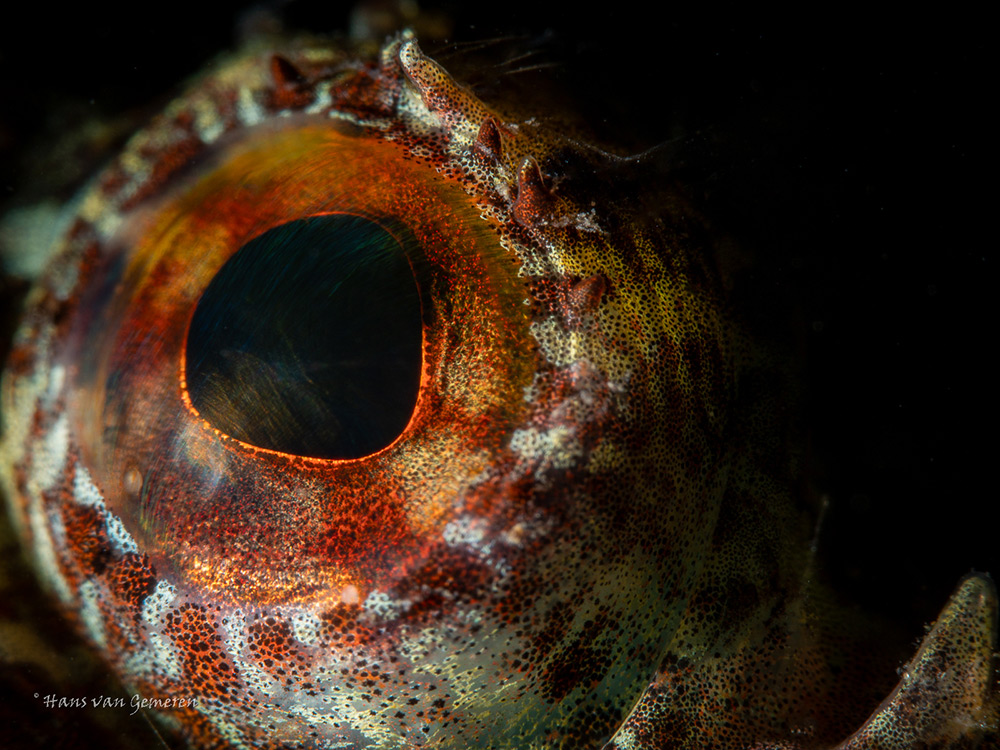 Self Reliant Diver Hans van Gemeren